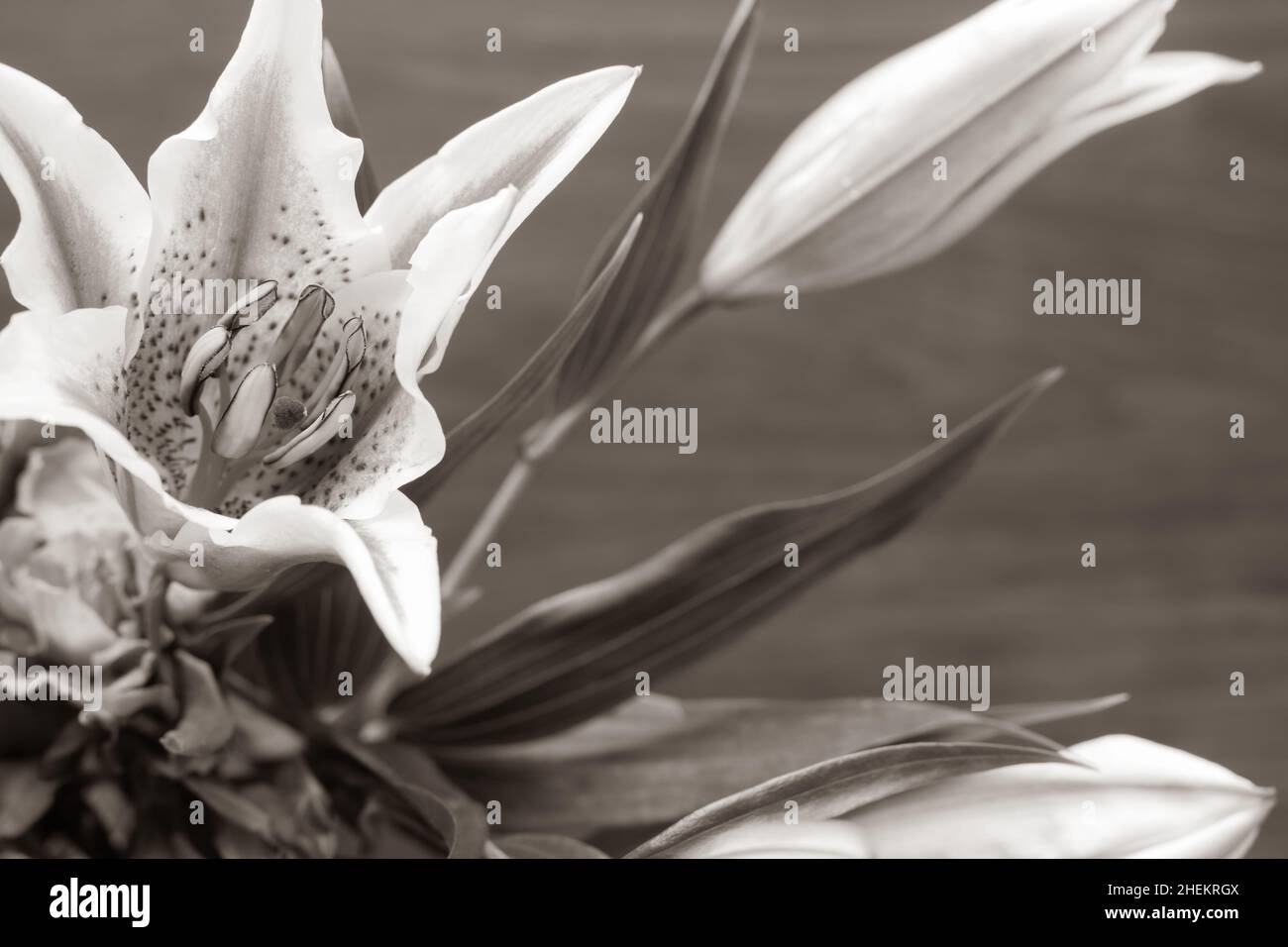 Asiatische Lilie in Sepia-Ton auf dunklem Holzhintergrund mit Kopierraum Stockfoto
