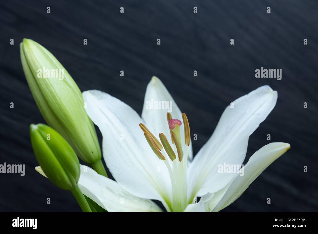 Eine isolierte weiße osterlilie auf einem dunklen Holzhintergrund mit Kopierfläche Stockfoto