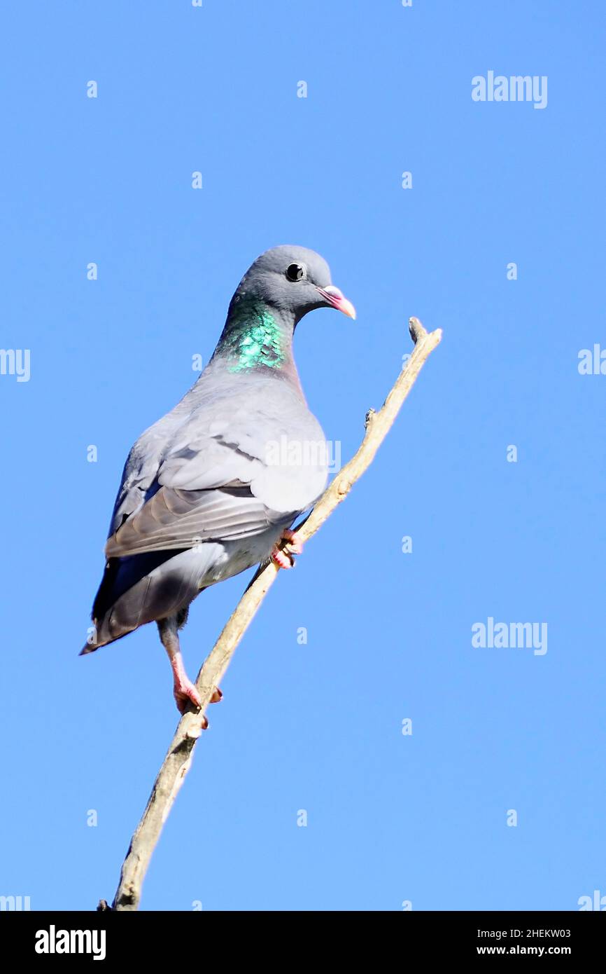 Die Stocktaube ist eine Art kolumbiformen Vogels aus der Columbidae-Familie. Stockfoto