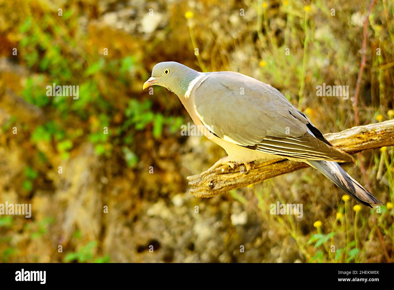 Die Waldtaube ist eine Art kolumbiformen Vogels aus der Columbidae-Familie. Stockfoto