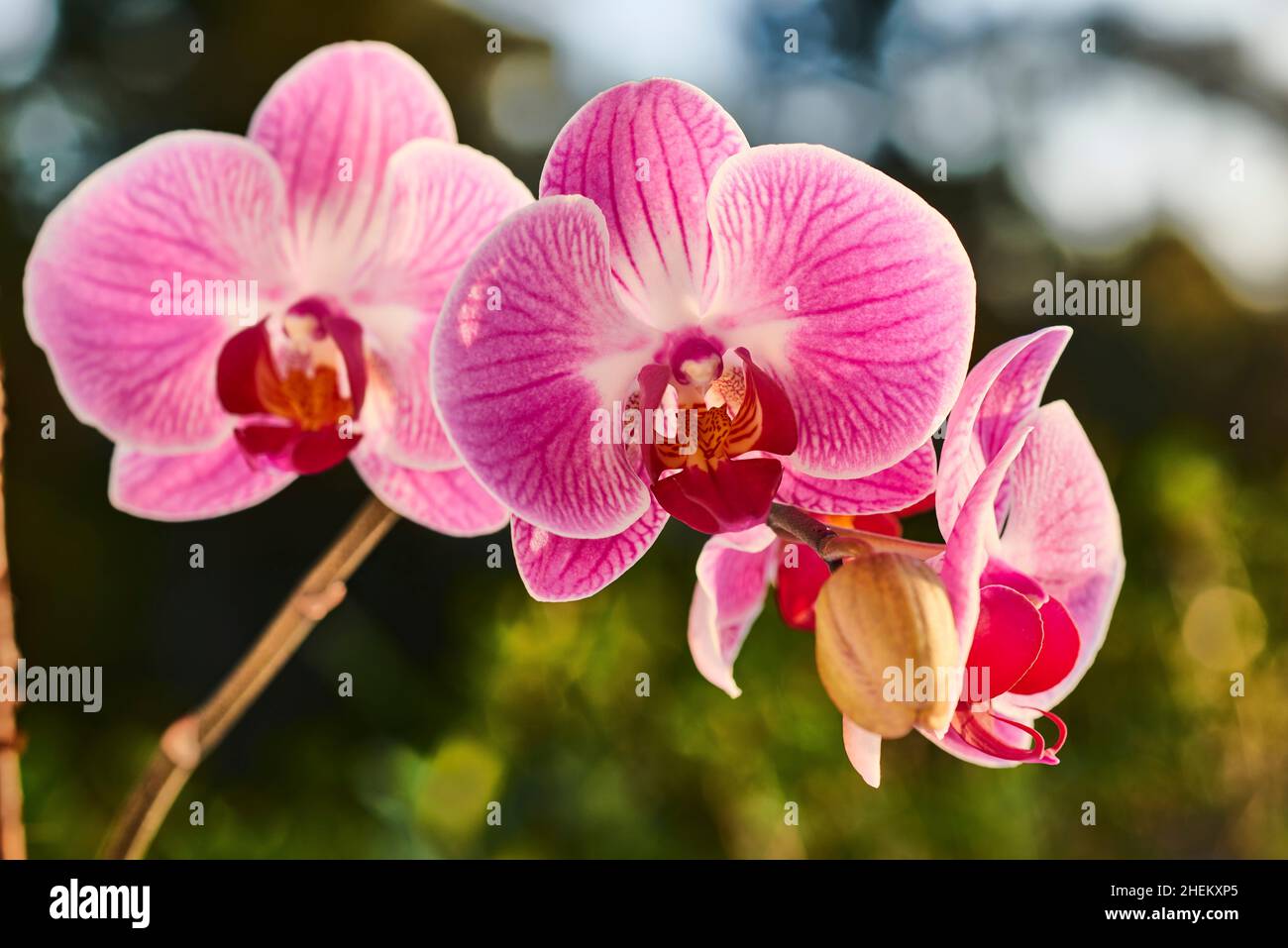 Nahansicht von Pink Orchids, Phalaenopsis Stockfoto