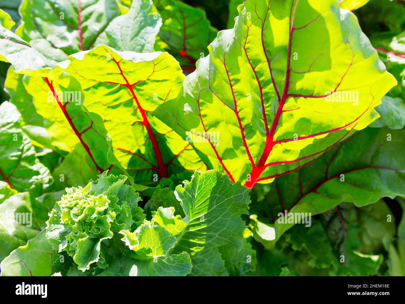 Rübenblatt. Grüner Natur Hintergrund. Rüben aus nächster Nähe hinterlassen. Wachsende Rote Beete (Beta vulgaris). Stockfoto