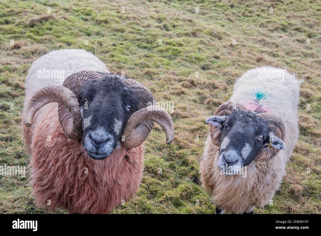 Gehörnte männliche Schafe (Jungschafe) mit einem schwarzen Gesicht und einem dicken Wollmantel. Stockfoto
