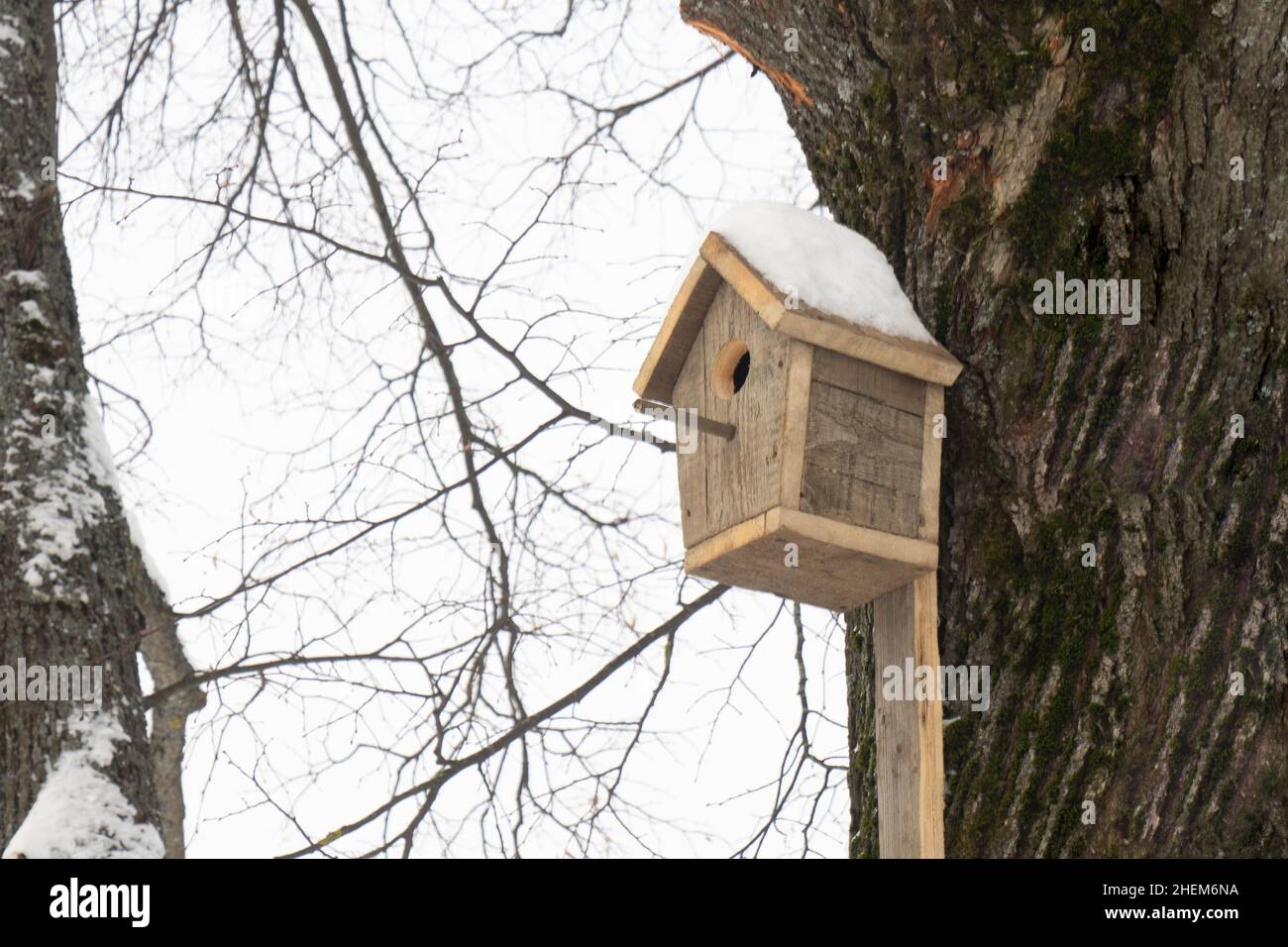 Vogelhaus aus Brettern, auf einer Linde befestigt, mit Schnee auf dem Dach. Vogelpflegekonzept Stockfoto
