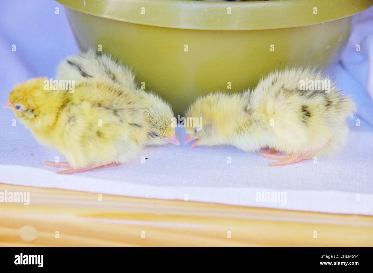 Poults Wachtel Stockfoto