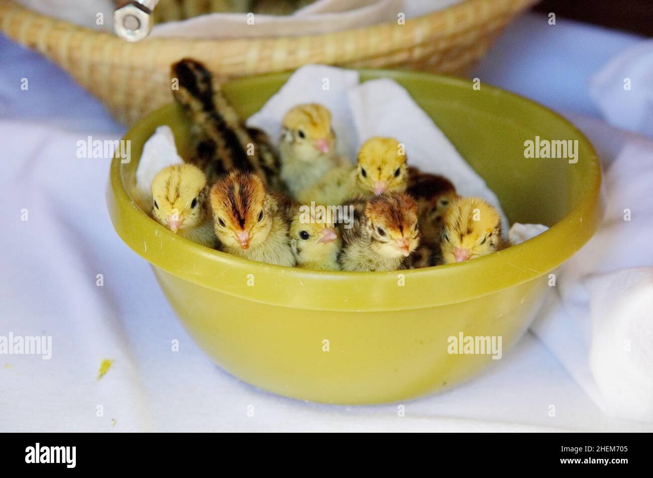 Poults Wachtel Stockfoto