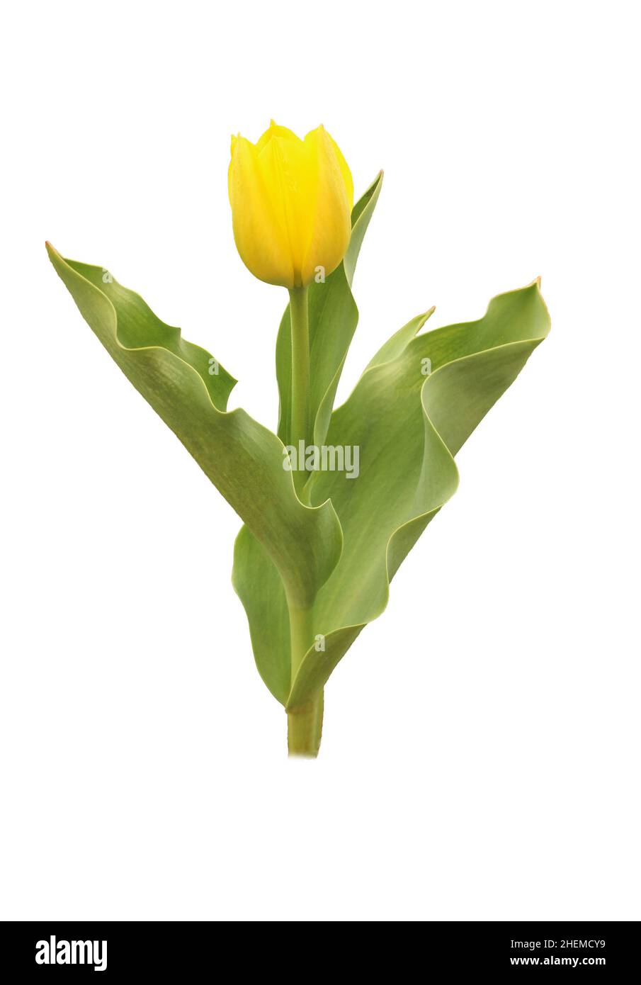 Gelbe Tulpe Blume auf weißem Hintergrund Stockfoto