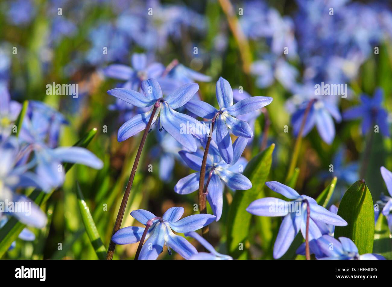 Blaue scilla siberica oder scilla siberica frühlingshafte Blüten. Frühjahrskonzept. Makroaufnahme. Stockfoto
