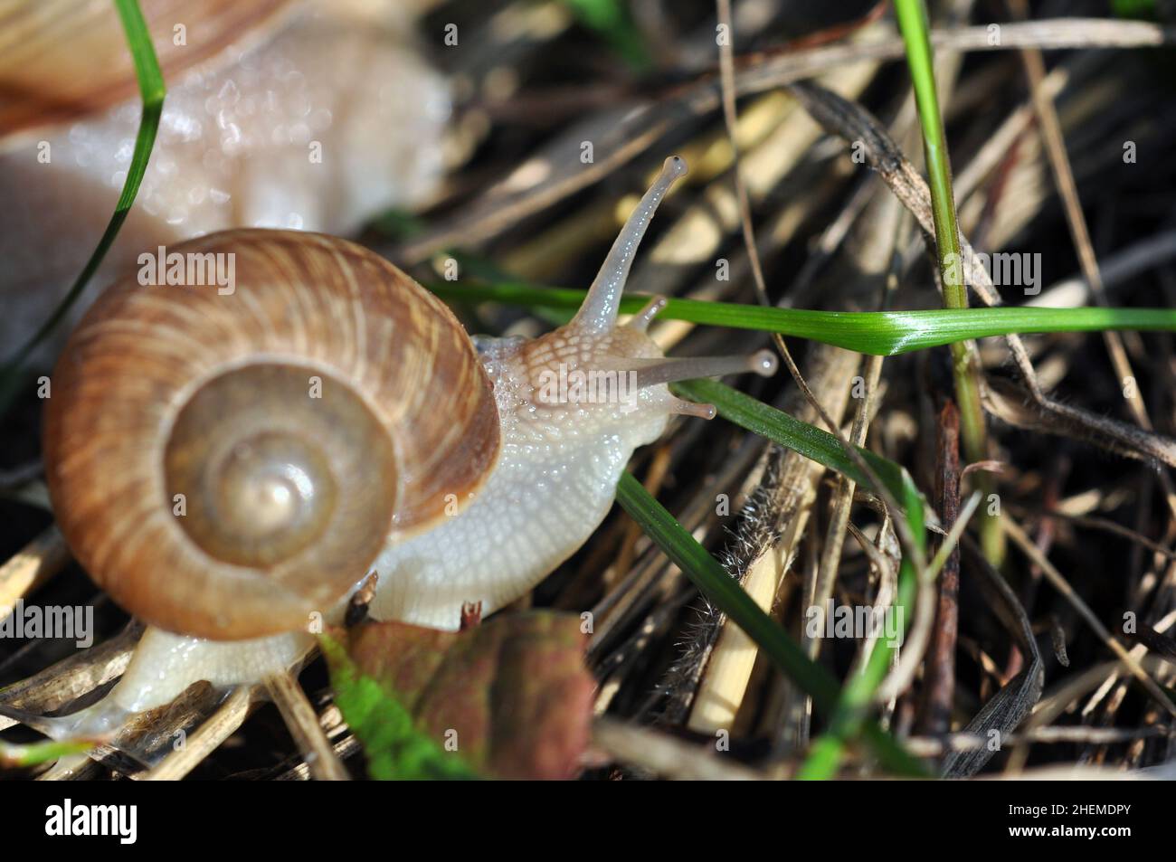 Schnecken krabbeln auf dem Gras. Nahaufnahme. Selektiver Fokus auf einen Kopf. Schnecke im Gras Nahaufnahme Hintergrund. Makrofotografie. Stockfoto