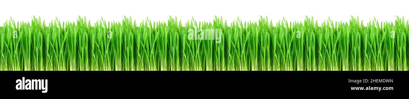 Nahtloses frisches Frühlingsgras isoliert auf а weißem Hintergrund. Grüne Gras-Skinali. Stockfoto