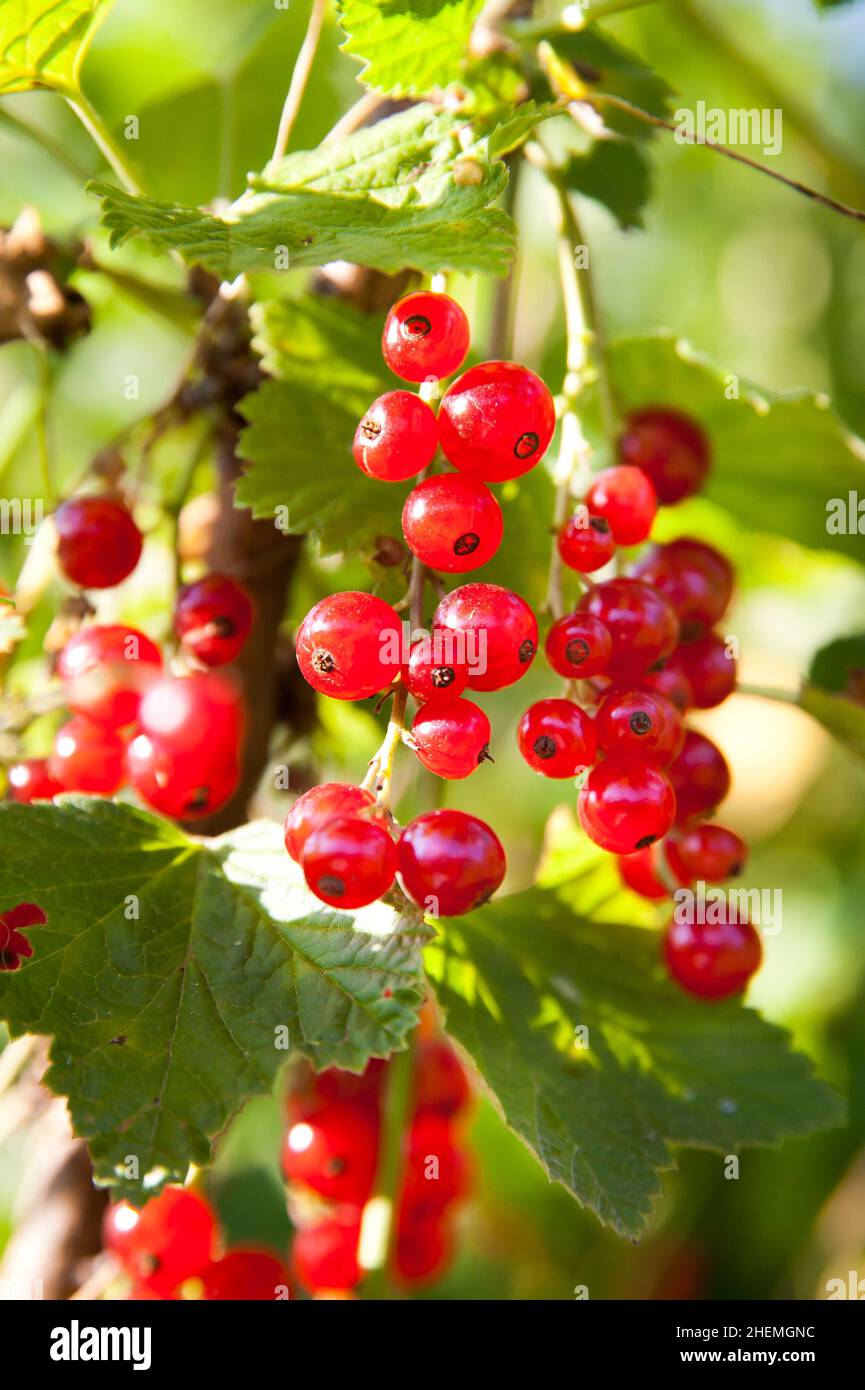 Makroaufnahme von reifen roten Johannisbeerbeeren. Hochwertige Fotos. Beeren auf einem Busch. Rote reife Beeren, Nahaufnahme Stockfoto