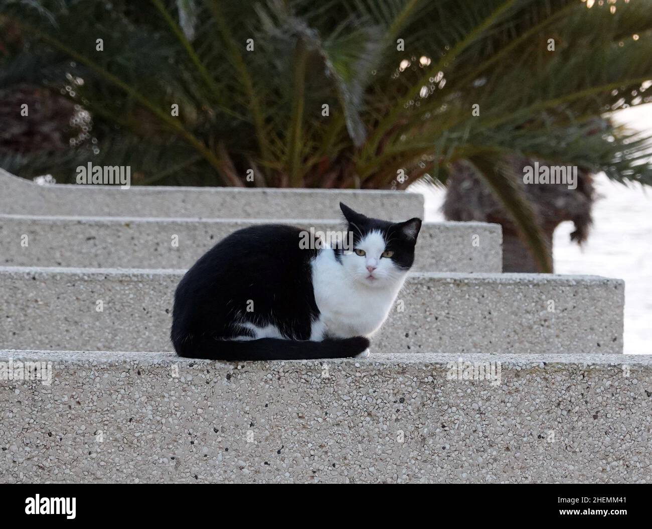 Costa Calma, Spanien. 02nd Dez 2021. Eine streunende schwarz-weiße Katze sitzt auf einer Treppe in einem Resort. Quelle: Soeren Stache/dpa-Zentralbild/ZB/dpa/Alamy Live News Stockfoto