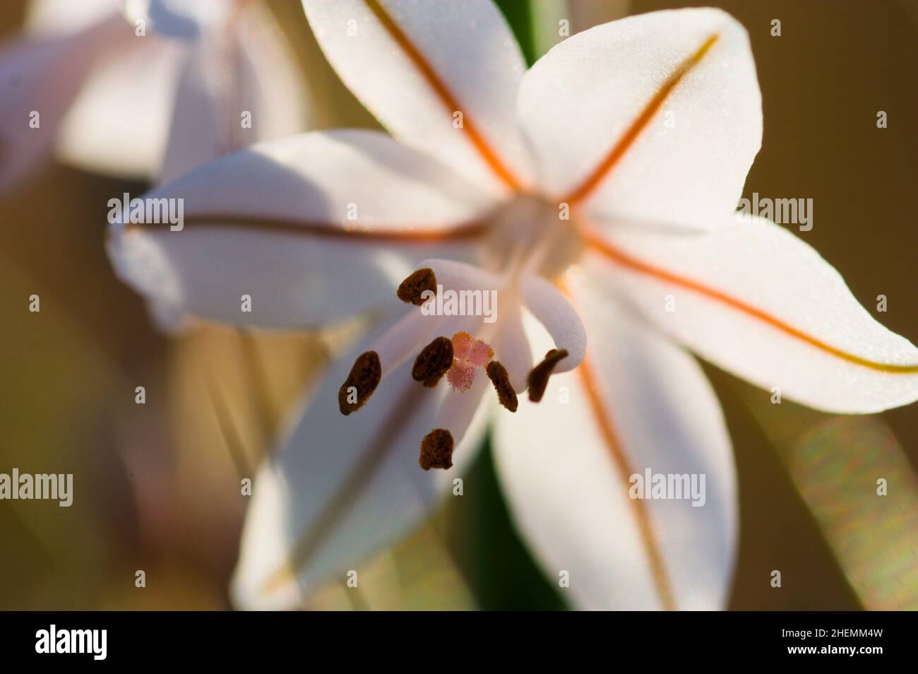 Detail der Blüte von Asphodelus fistulosus, hohl gestieltem Asphodel oder Onionweed, die von hinten durch Sonnenlicht beleuchtet wird Stockfoto
