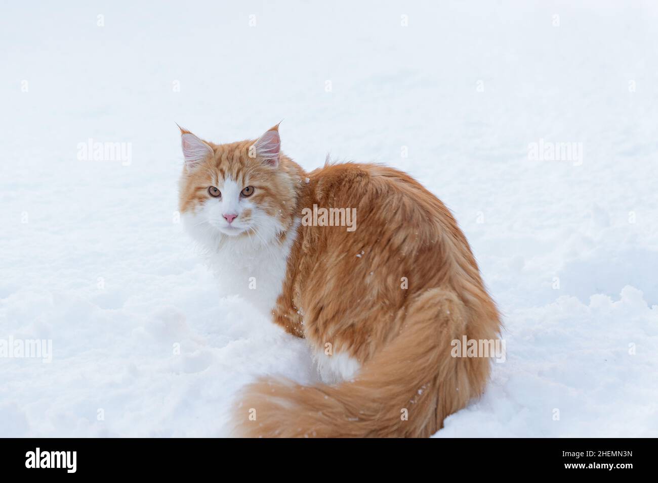 Männliche Norwegische Waldkatze, die im Schnee sitzt Stockfoto