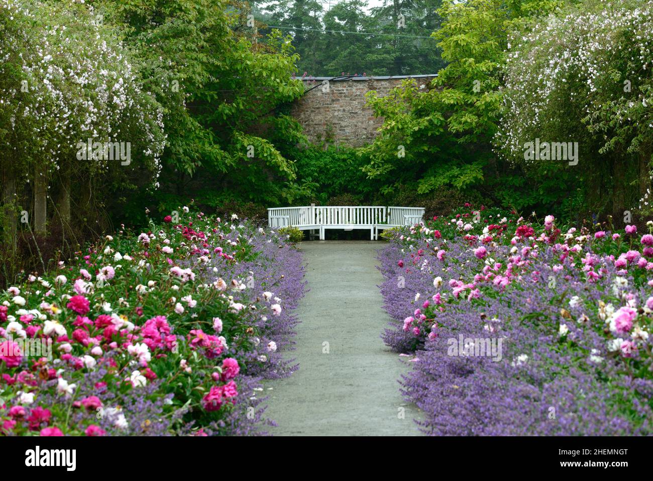 Doppelte krautige Pfingstrose, Pfingstrosen, paeonia, nepeta, Delphinium, himalaya-Moschus von rosa pauls, Wanderrose, Rosenschwamm, Rosenschwamm, Pfad, Pfad, Pfad, Berg Stockfoto