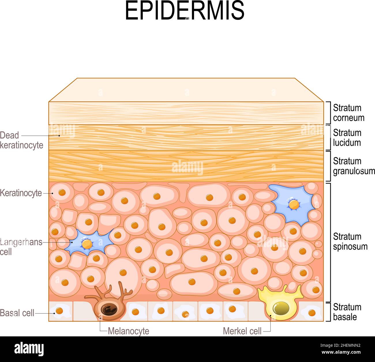 Schichten der Epidermis. Epithelzellen: Keratinozyten, Melanozyten, Langerhans, Merkel und Basalzellen. Poster für medizinische und pädagogische Zwecke Stock Vektor