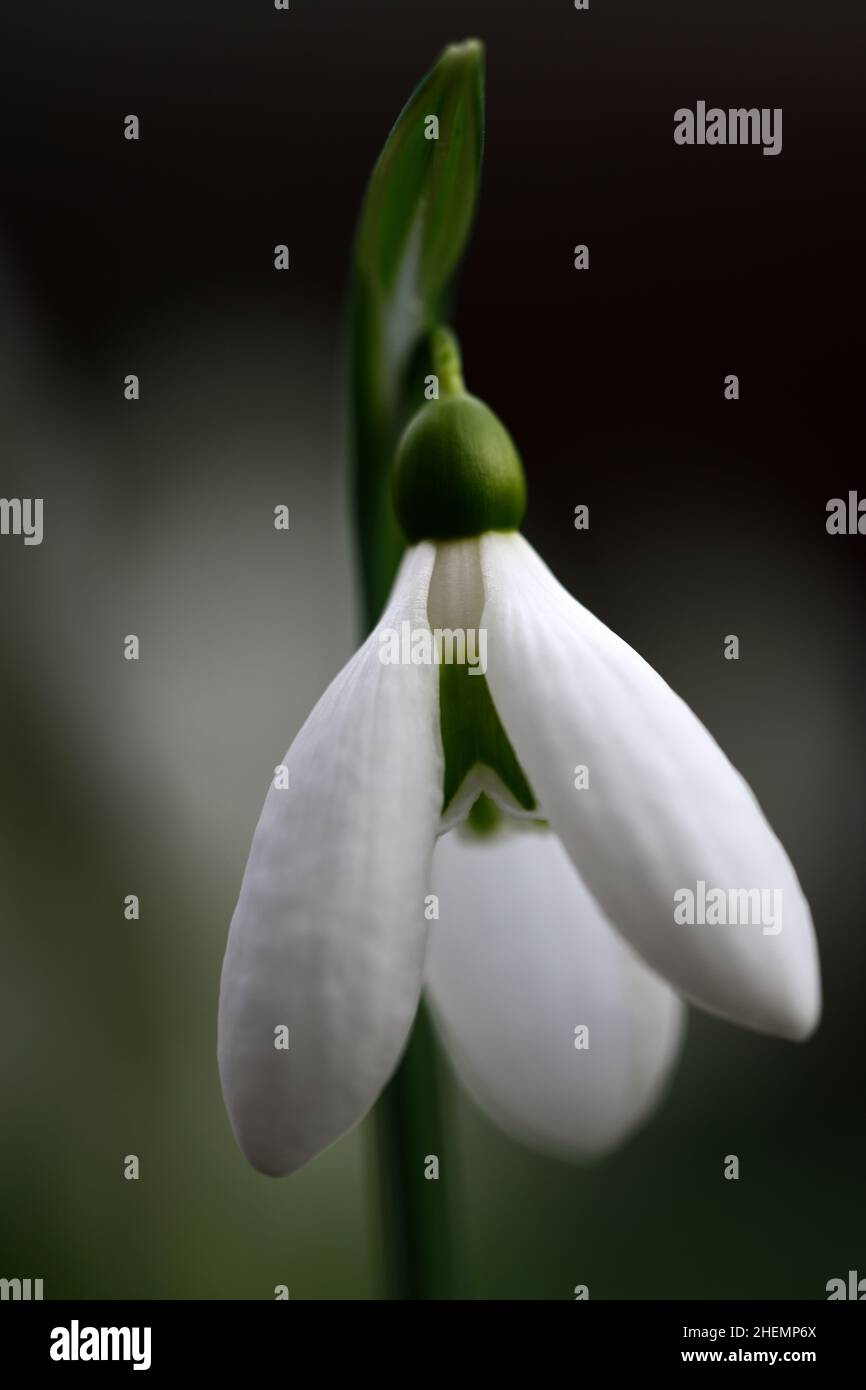 Galanthus plicatus Glenorma, Schneeglöckchen, weiße Blumen, Blumenzwiebeln, Schneeglöckchen, früh blühender Schneeglöckchen, weihnachtsblüte, Sammler Schneeglöckchen, selten Stockfoto