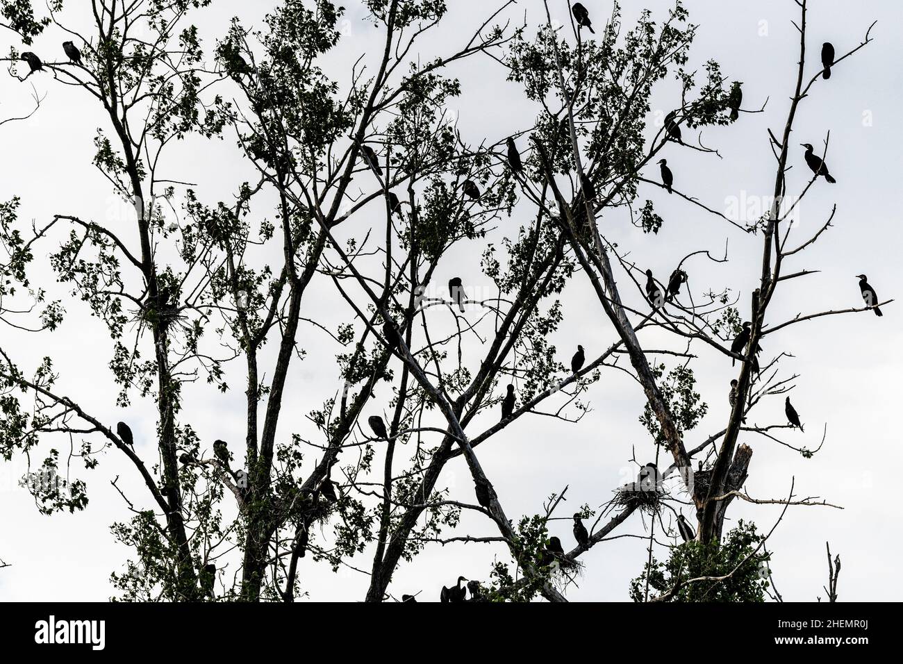 Großer Kormoran (Phalacrocorax carbo) oder gewöhnlicher Kormoran, Kolonie und Baum in Silhouette. Stockfoto