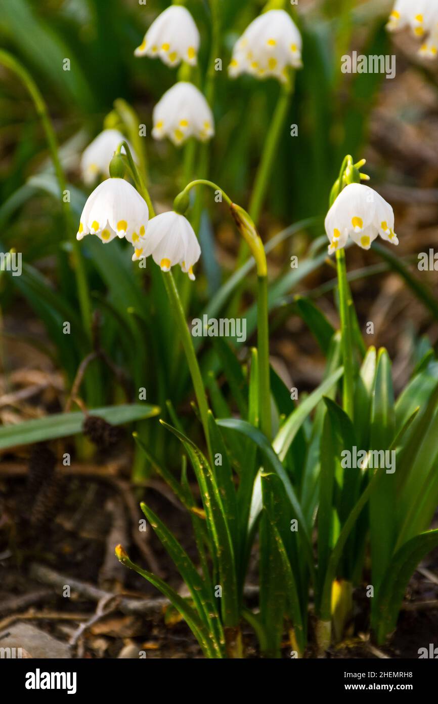 Weiße Schneeglötblumen im Frühling. Frische florale Natur Hintergrund. Grüne Jahreszeit Schönheit Stockfoto