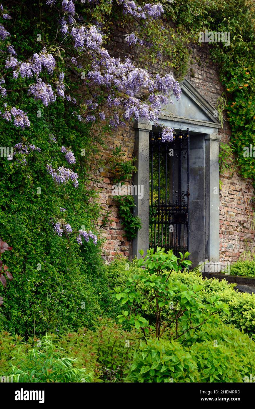 Wisteria sinensis fruchtbar, blaue Wisteria-Blumen, Glockentor, Mount congreve Gärten, waterford, Garten, Gärtnereien, RM Floral Stockfoto
