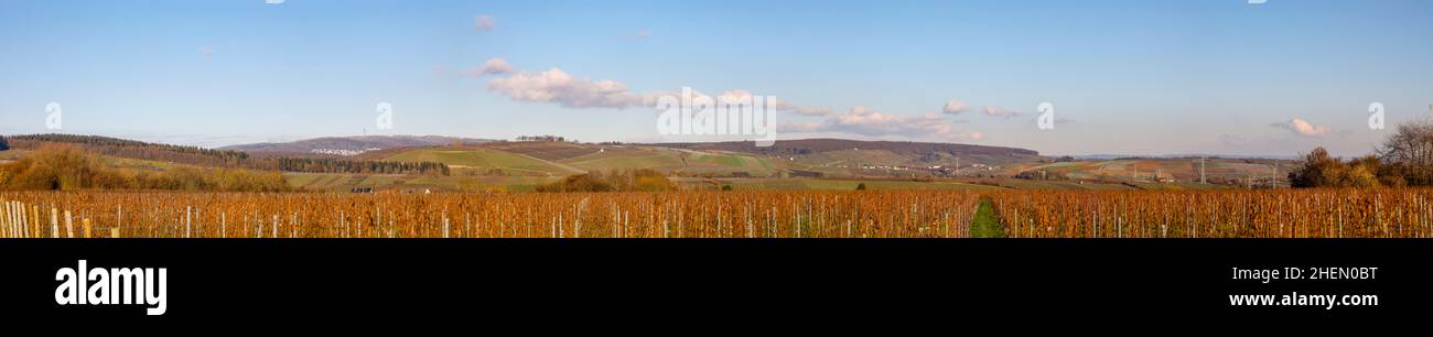 Pamorama der Weinberge nach der Ernte in Kiedrich, Rheingau, Deutschland Stockfoto