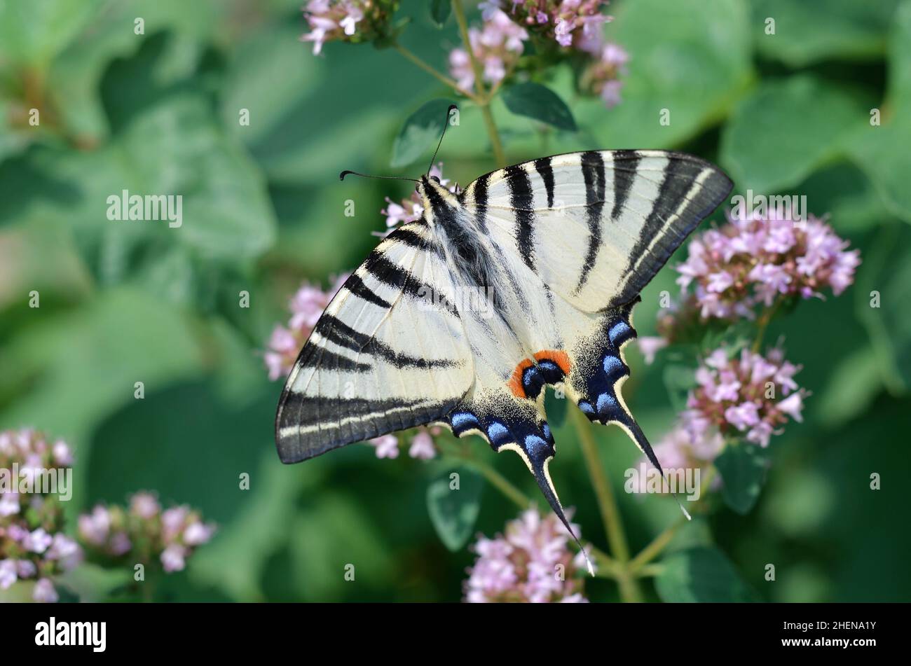 Imago des seltenen Schwalbenschwanzes, auch Segel-Schwalbenschwanz oder Birnenbaum-Schwalbenschwanz genannt, ist ein Schmetterling der Familie Papilionidae. Stockfoto