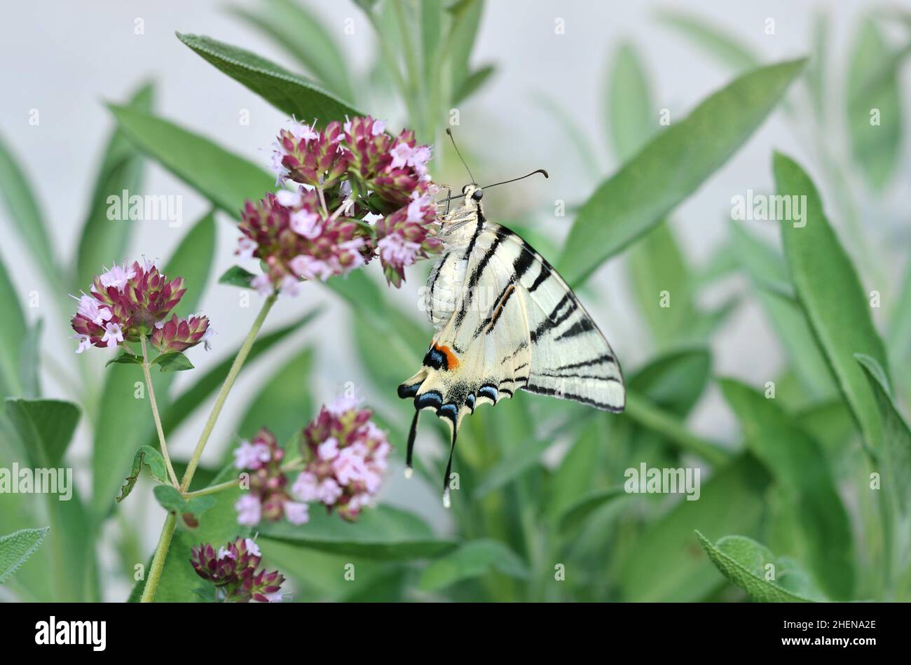 Schöner seltener Schwalbenschwanzschmetterling sammelt Nektar auf der Blüte. Dieser Schmetterling ist derzeit in einigen europäischen Ländern gesetzlich geschützt. Stockfoto
