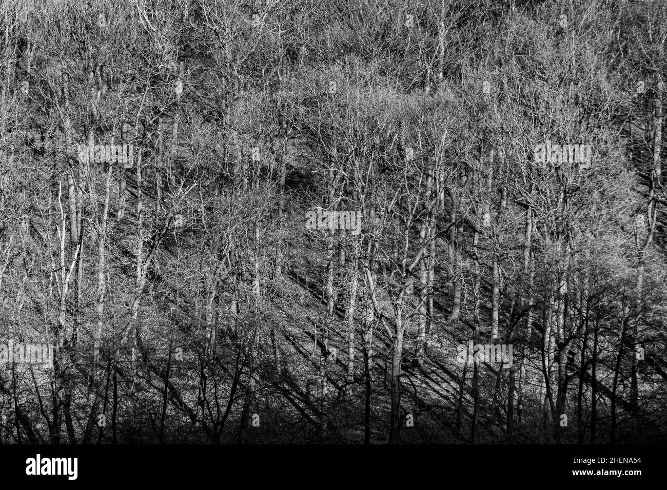 Waldmuster im Frühling mit Nachmittags-Schatten in warmem Licht Stockfoto