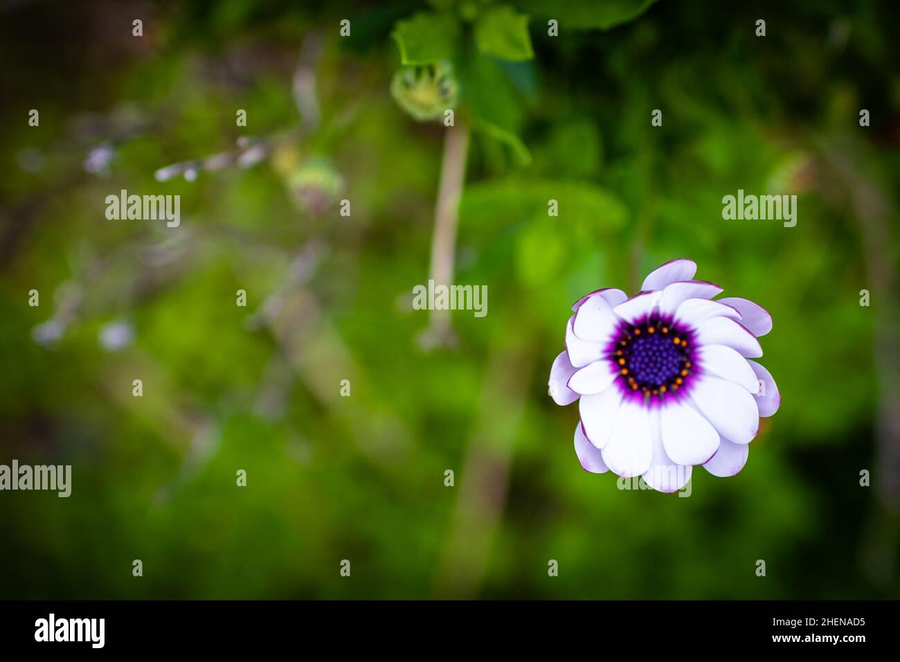 Weiße Blume. Bush mit einer weißen Blume. Stockfoto