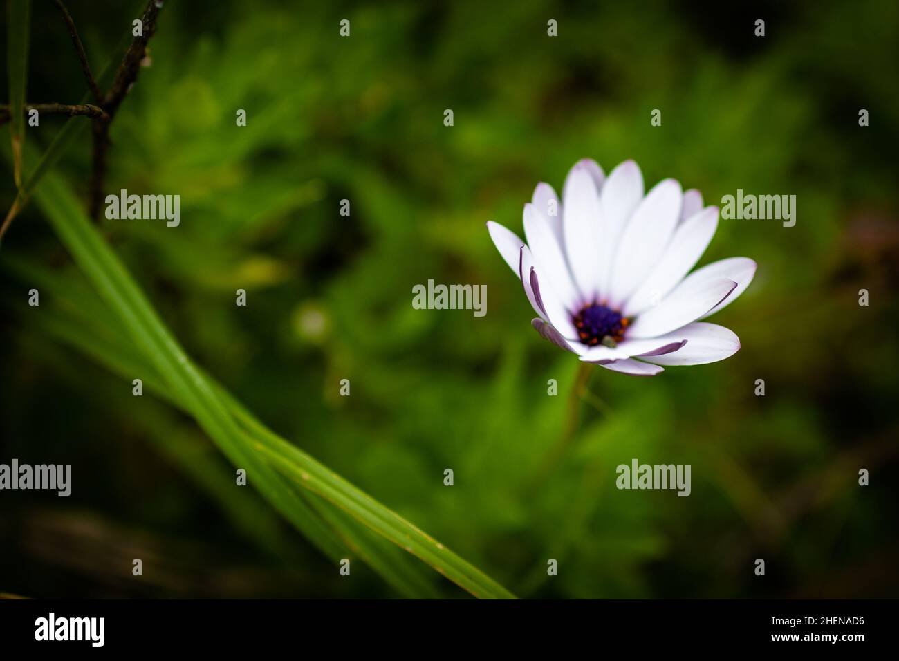 Weiße Blume. Bush mit einer weißen Blume. Stockfoto