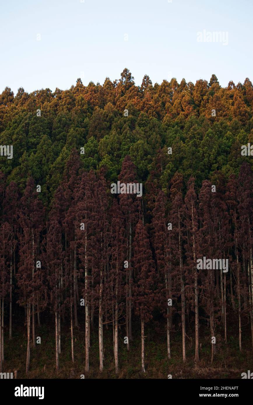 Sterbende Bäume zeigen Salzschäden nach dem Tsunami von 2011 in Minamisanrikucho, Japan Stockfoto