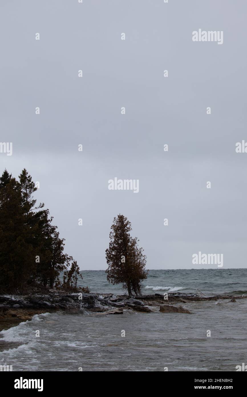 Ein einziger einsamer Baum im Winter am Rande des Huron-Sees mit mehr Bäumen in der Nähe. Winterszene und trostlos Stimmung mit grauem Himmel Stockfoto