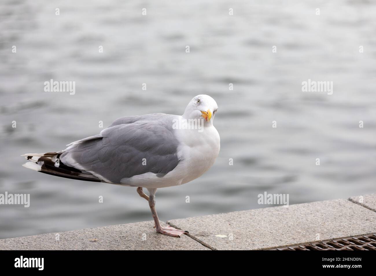 Nahaufnahme von Seagull Barching auf dem Boardwalk, nur ein Bein Stockfoto