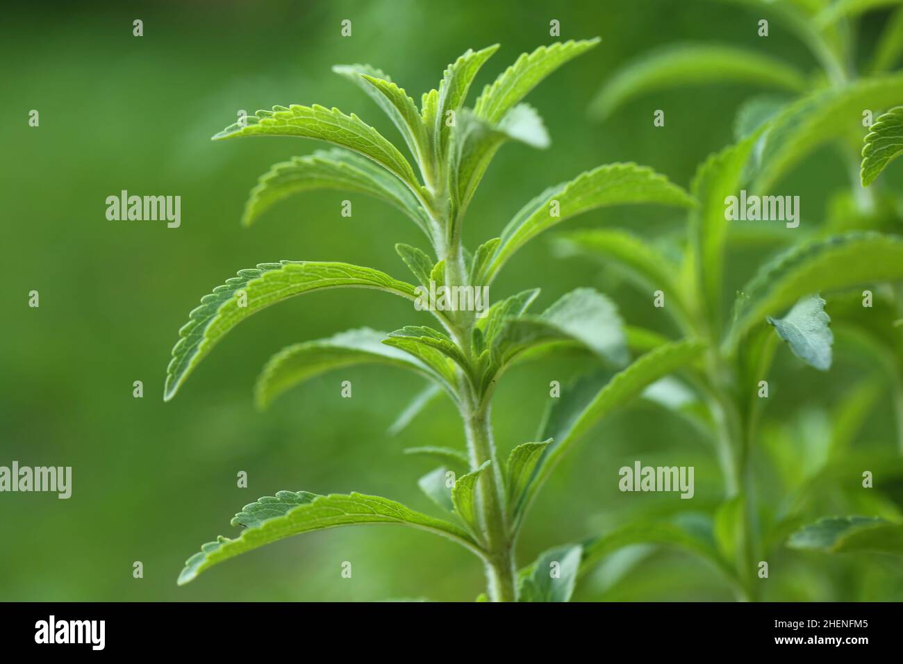Stevia rebaudiana.Stevia Pflanze auf grünen background.Organic natürlichen kalorienarmen Süßstoff. Grüner Stevia Busch im Garten.Stevia grüner Zweig Stockfoto