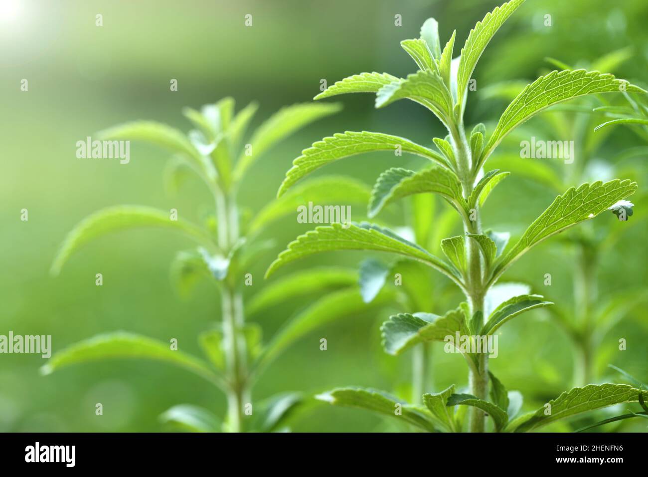 Stevia rebaudiana.Stevia Pflanze auf grünen background.Organic natürlichen kalorienarmen Süßstoff. Grüner Stevia Busch im Garten.Stevia frischer grüner Zweig Stockfoto