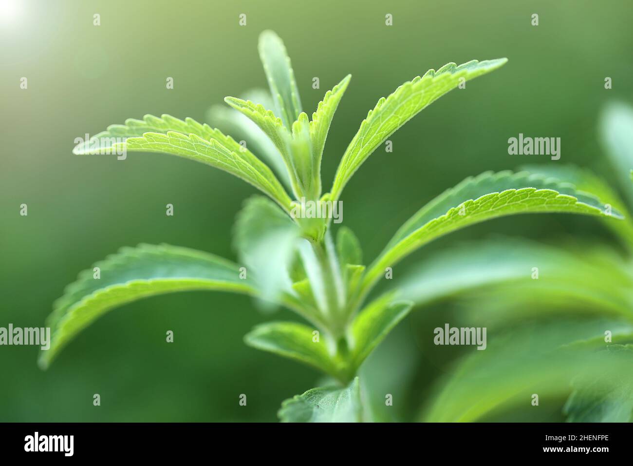 Stevia rebaudiana.Stevia Pflanze auf grünem background.Organic natürlichen Süßstoff. Grüner Stevia Busch im Garten.Stevia frischer grüner Zweig Stockfoto
