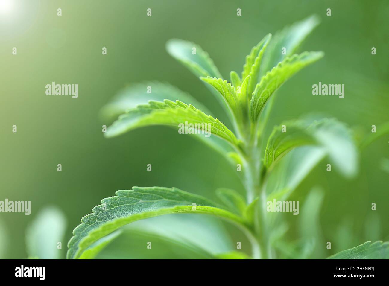 Stevia rebaudiana.Stevia Pflanze auf grünen background.Organic natürlichen kalorienarmen Süßstoff. Grüner Stevia Busch. Stevia frischer grüner Zweig Stockfoto