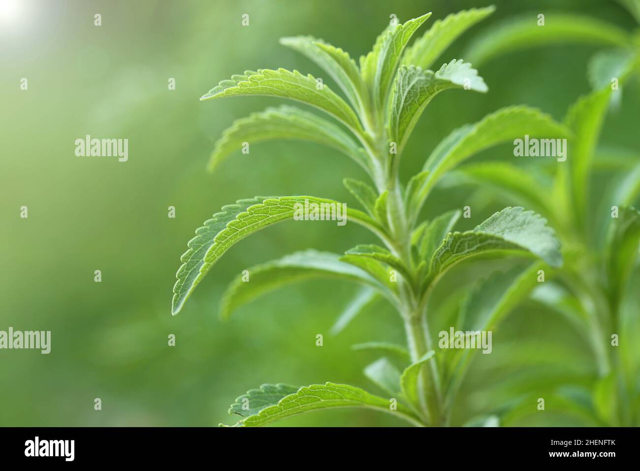 Stevia rebaudiana.Stevia Pflanze auf grünem Hintergrund. Natürliche kalorienarme Süßstoffe. Grüner Stevia Busch im Garten.Stevia frischer grüner Zweig Stockfoto