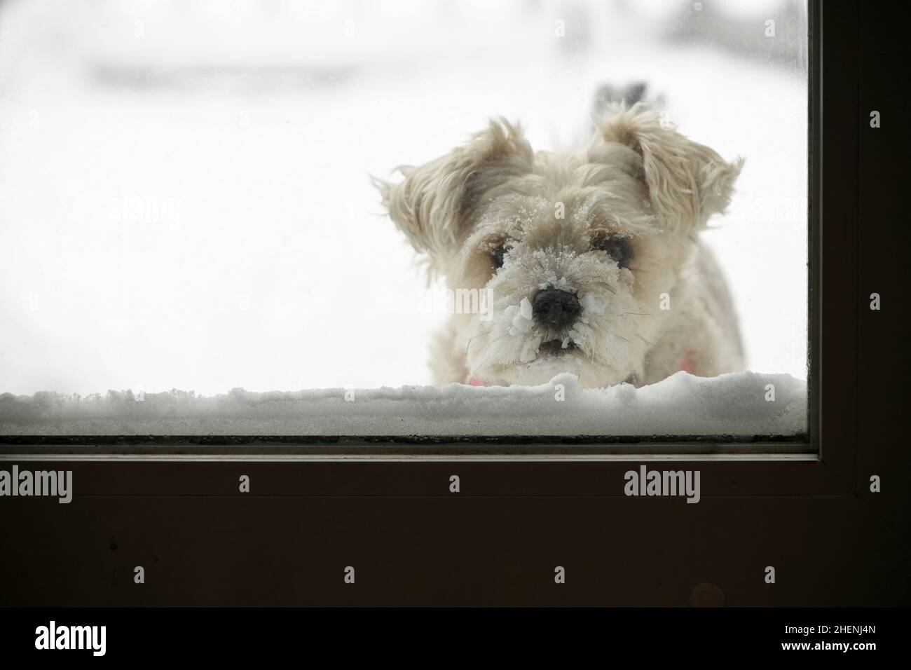 Schneebedeckter Hund wartet darauf, herein zu kommen Stockfoto