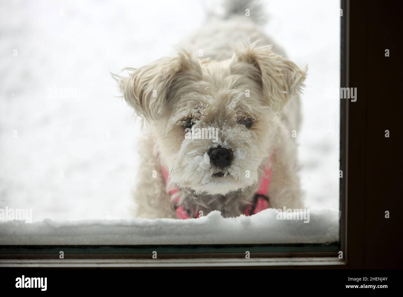Schneebedeckter Hund wartet darauf, herein zu kommen Stockfoto