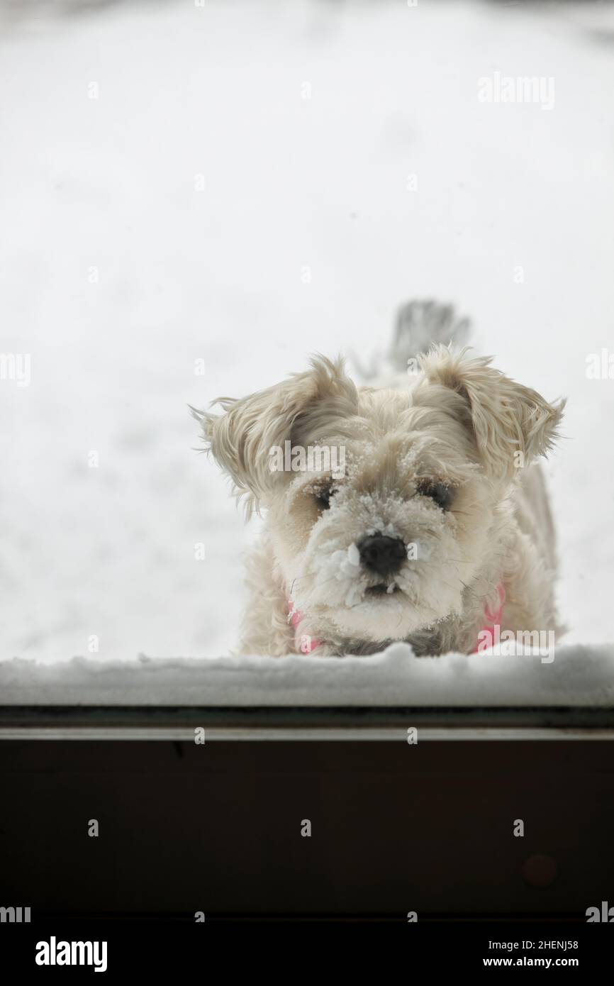Schneebedeckter Hund wartet darauf, herein zu kommen Stockfoto