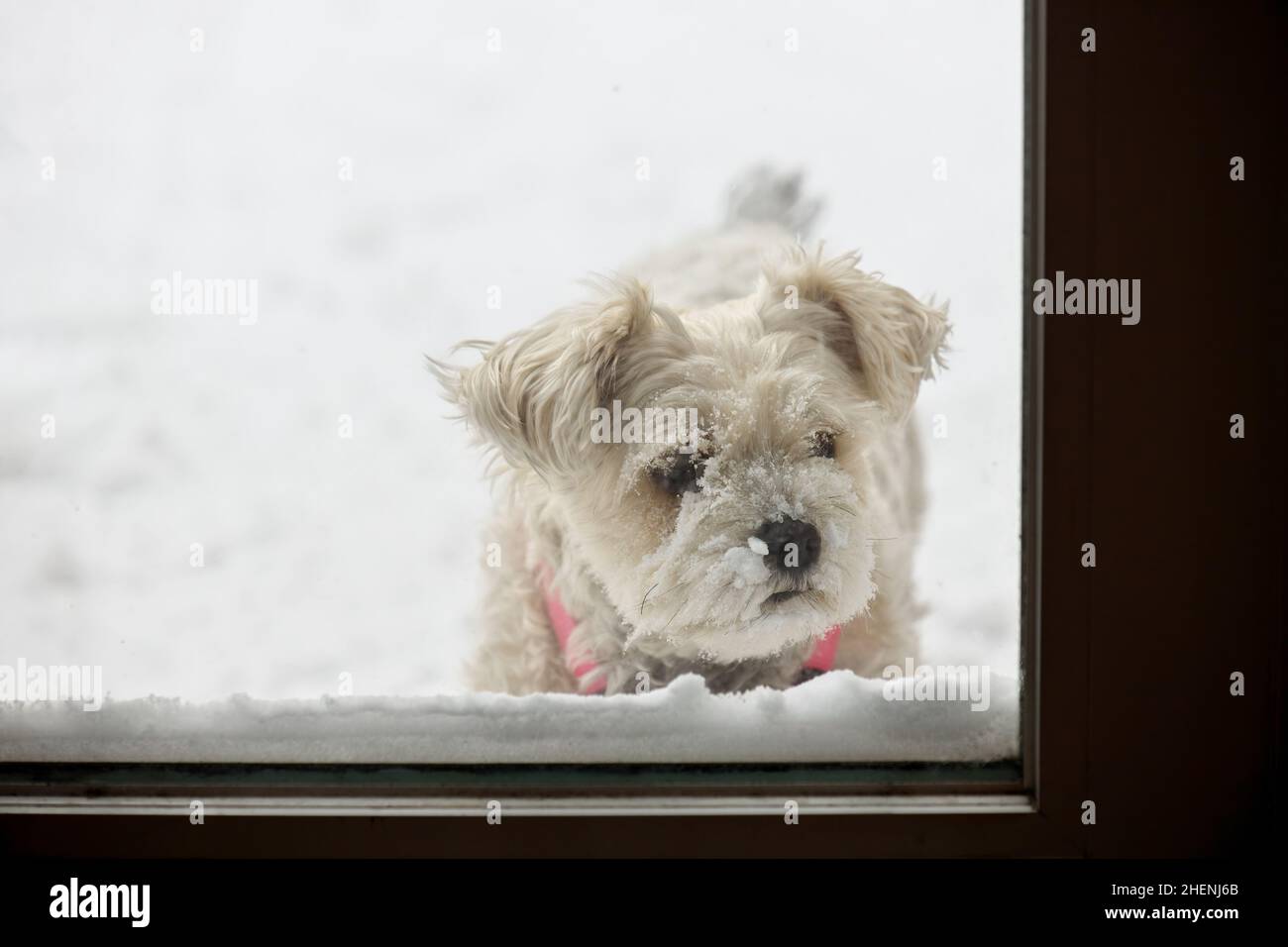 Schneebedeckter Hund wartet darauf, herein zu kommen Stockfoto
