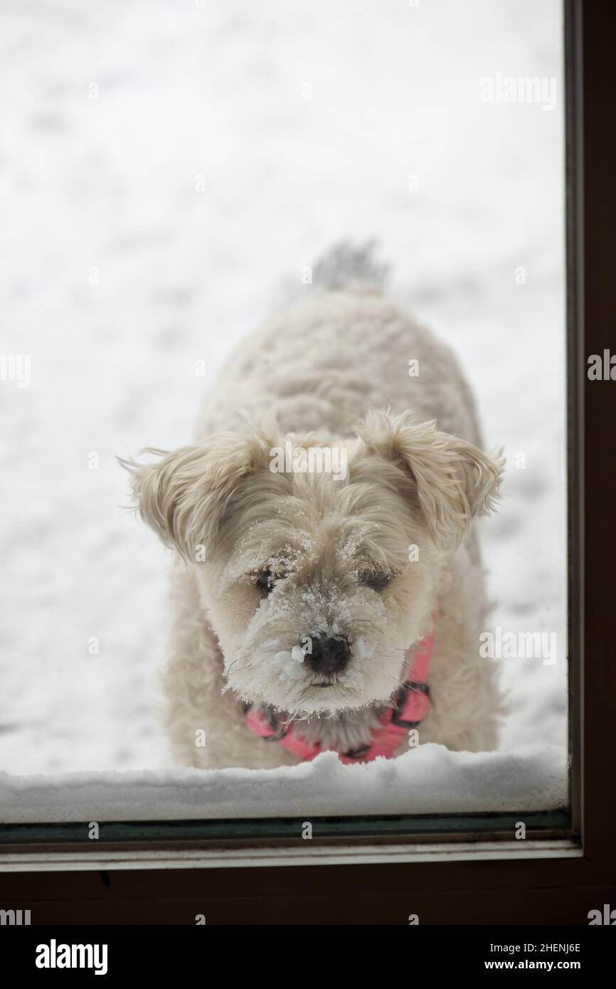 Schneebedeckter Hund wartet darauf, herein zu kommen Stockfoto