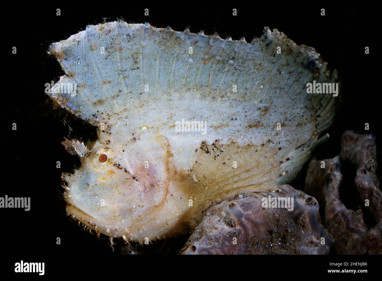 Taenianotus triacanthus, der Blattsorpionfisch oder Paperfisch, ist eine Art von Meeresfischen, das einzige Mitglied seiner Gattung, sitzt auf dem Schwamm. Stockfoto
