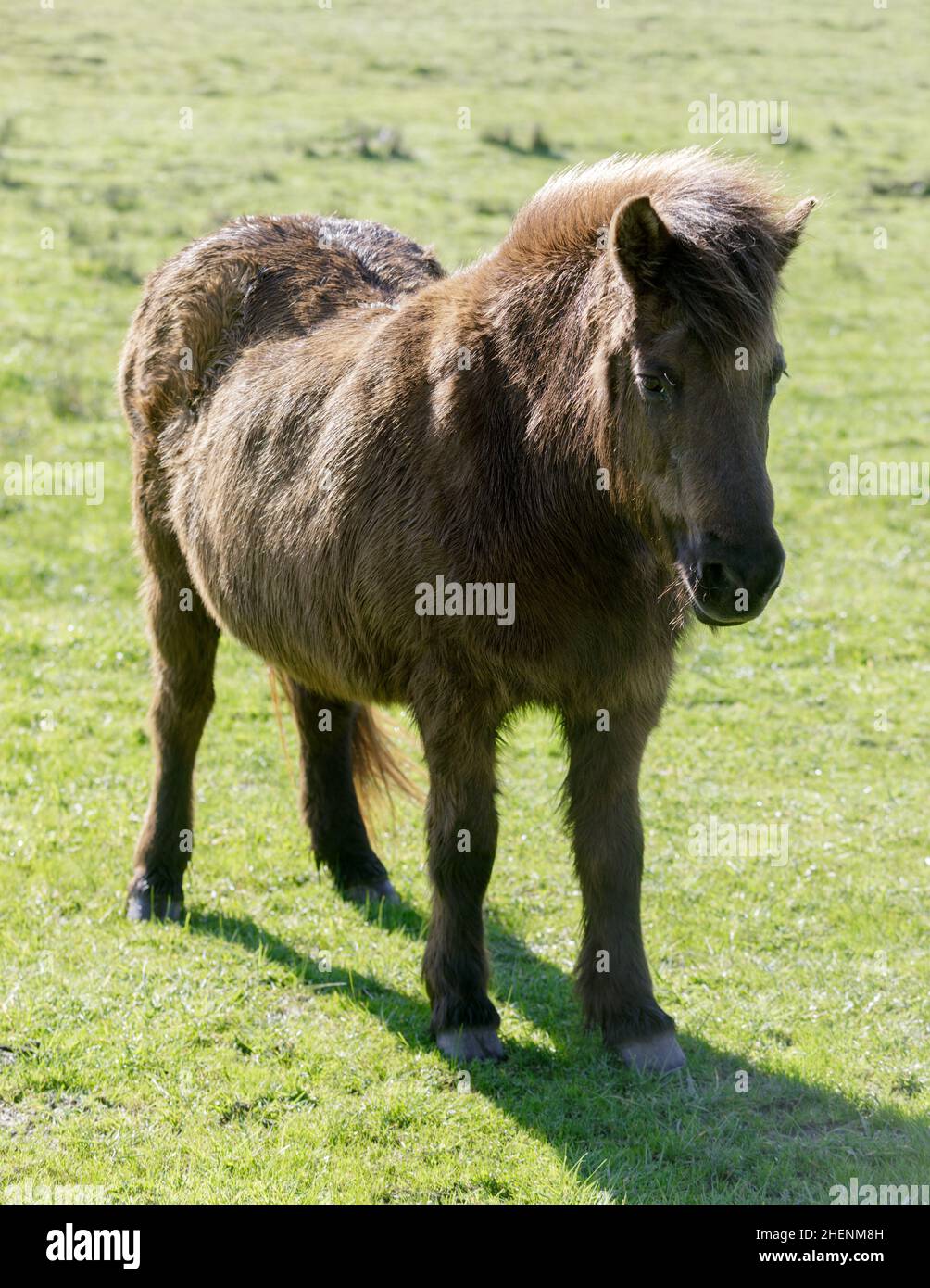 Pony Horse in Nicasio Valley, Marin County, Kalifornien Stockfoto