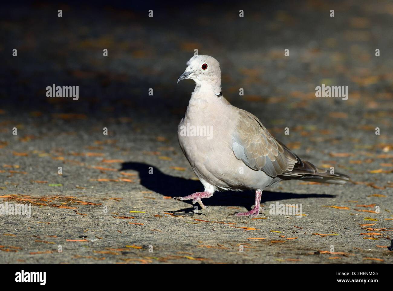 Eine Seitenansicht einer wilden pazifischen Region, einer eurasischen Halsbandtaube (Streptopelia decaocto), die auf dem Boden auf Vancouver Island in British Columbia auf Nahrungssuche geht Stockfoto