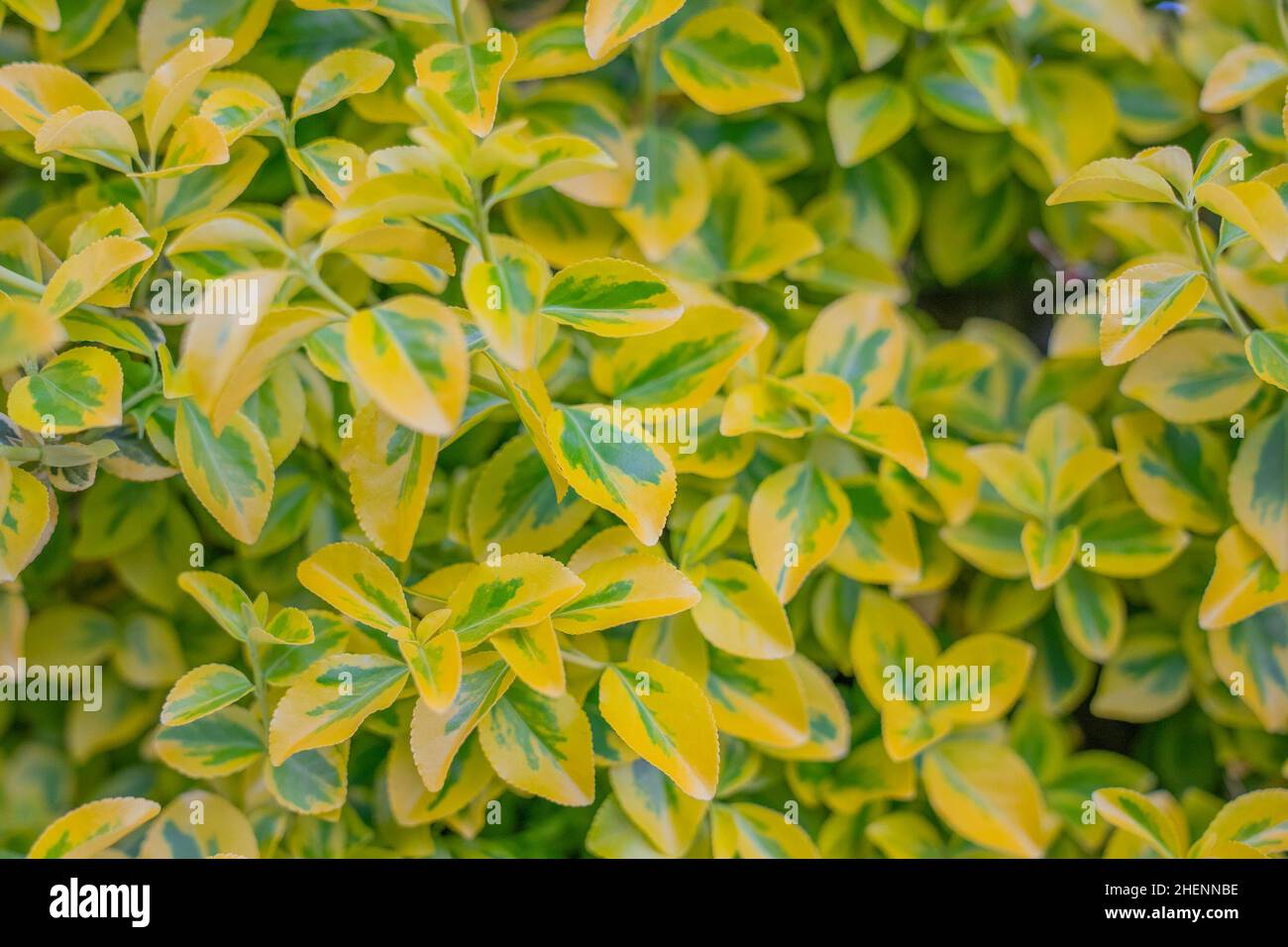 Grüne und gelbe Blätter im Wald Stockfoto