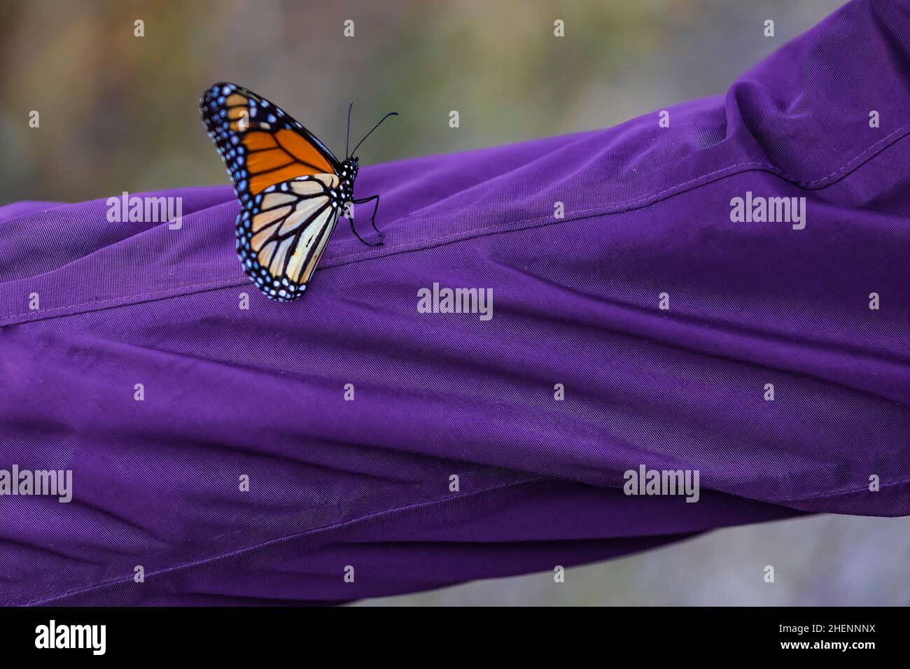 Monarch Butterfly, Danaus plexippus, überwintert in einem Eukalyptus-Hain am Pismo Beach Monarch Butterfly Grove, Kalifornien, USA Stockfoto