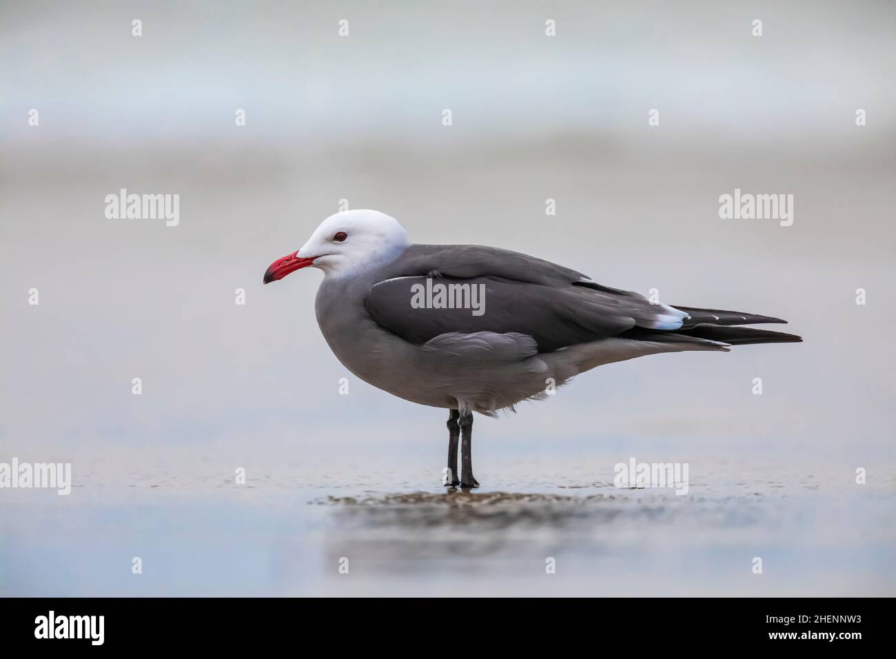 Heermann's Gull, Larus heermanni, am Pismo State Beach, Kalifornien, USA Stockfoto