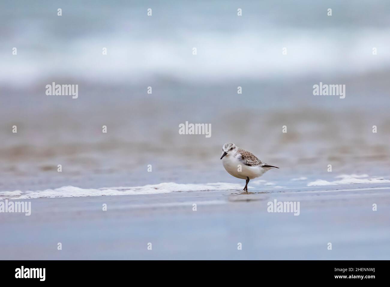 Sanderling, Calidris alba, Nahrungssuche am sandigen Pismo State Beach, Kalifornien, USA Stockfoto